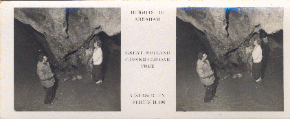 Great Rutland Cavern Old Oak Tree